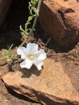 Image of Convolvulus thunbergii Roem. & Schult.