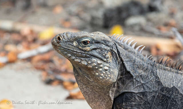 صورة Cyclura nubila nubila (Gray 1831)