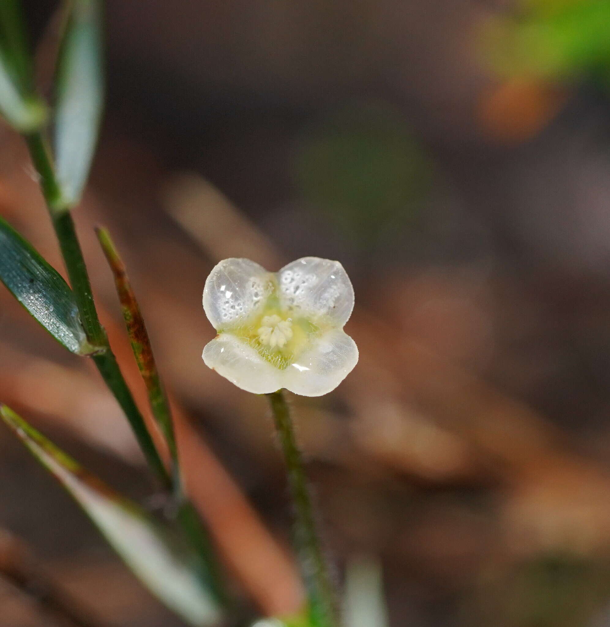 Imagem de Mitrasacme pilosa Labill.