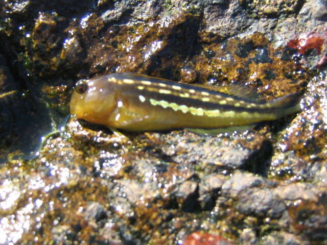 Image of Giant blenny