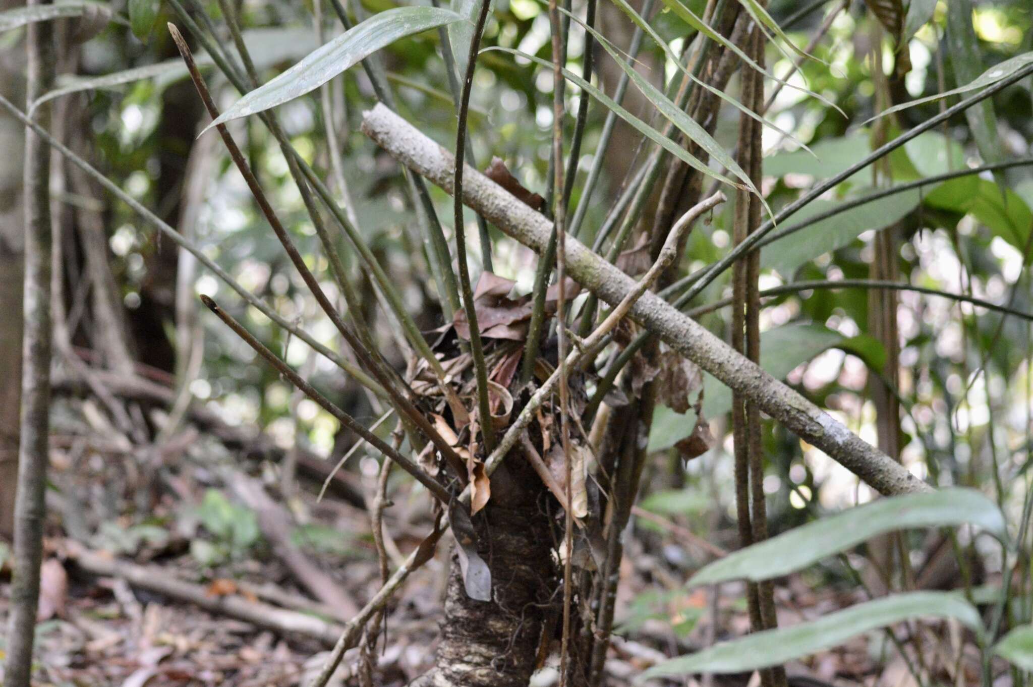 Image of Zamia fairchildiana L. D. Gómez