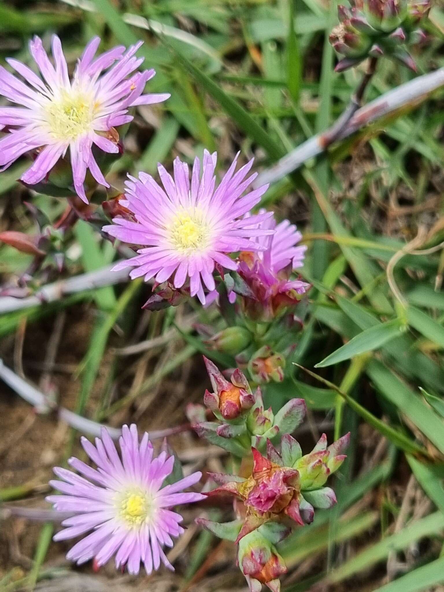 Image of Lampranthus deflexus (Ait.) N. E. Br.