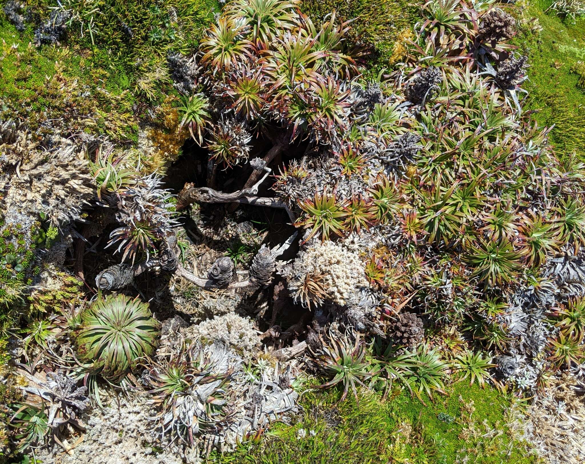 Image of Richea alpina Y. Menadue