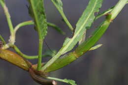 Rumex bidens R. Br. resmi