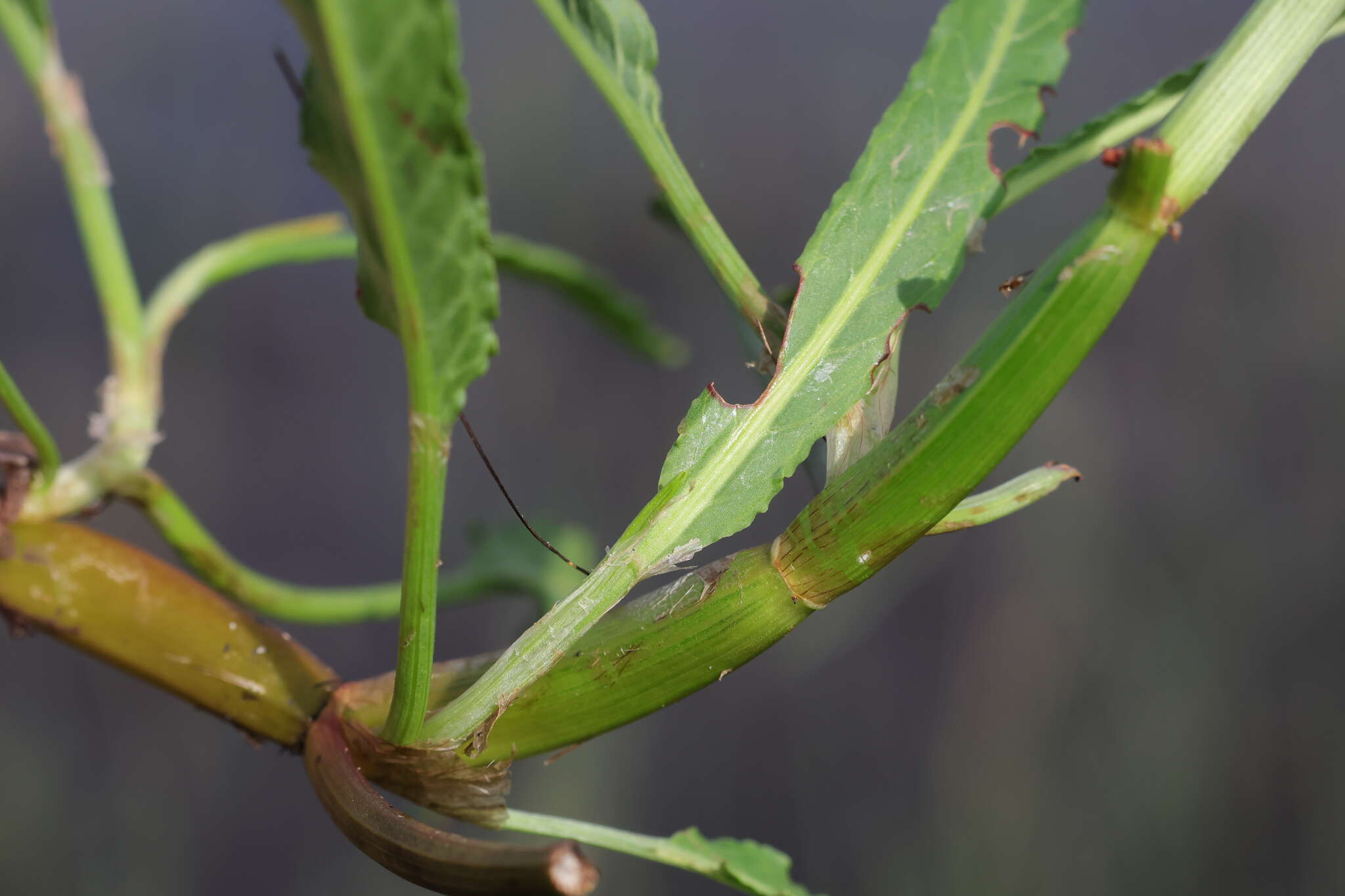 Imagem de Rumex bidens R. Br.