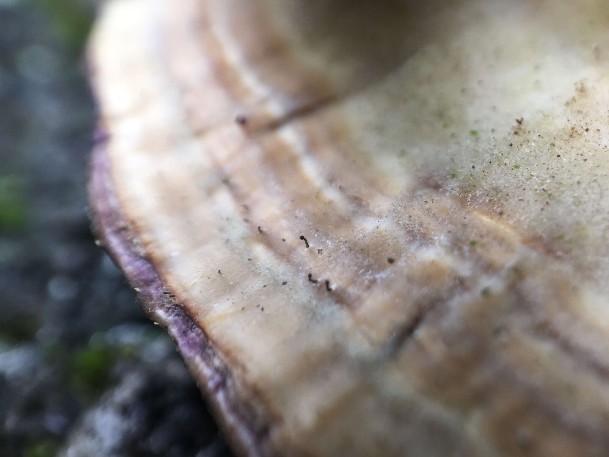 Image of phaeocalicium lichen