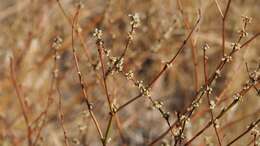 Imagem de Eriogonum gracile var. incultum J. L. Reveal