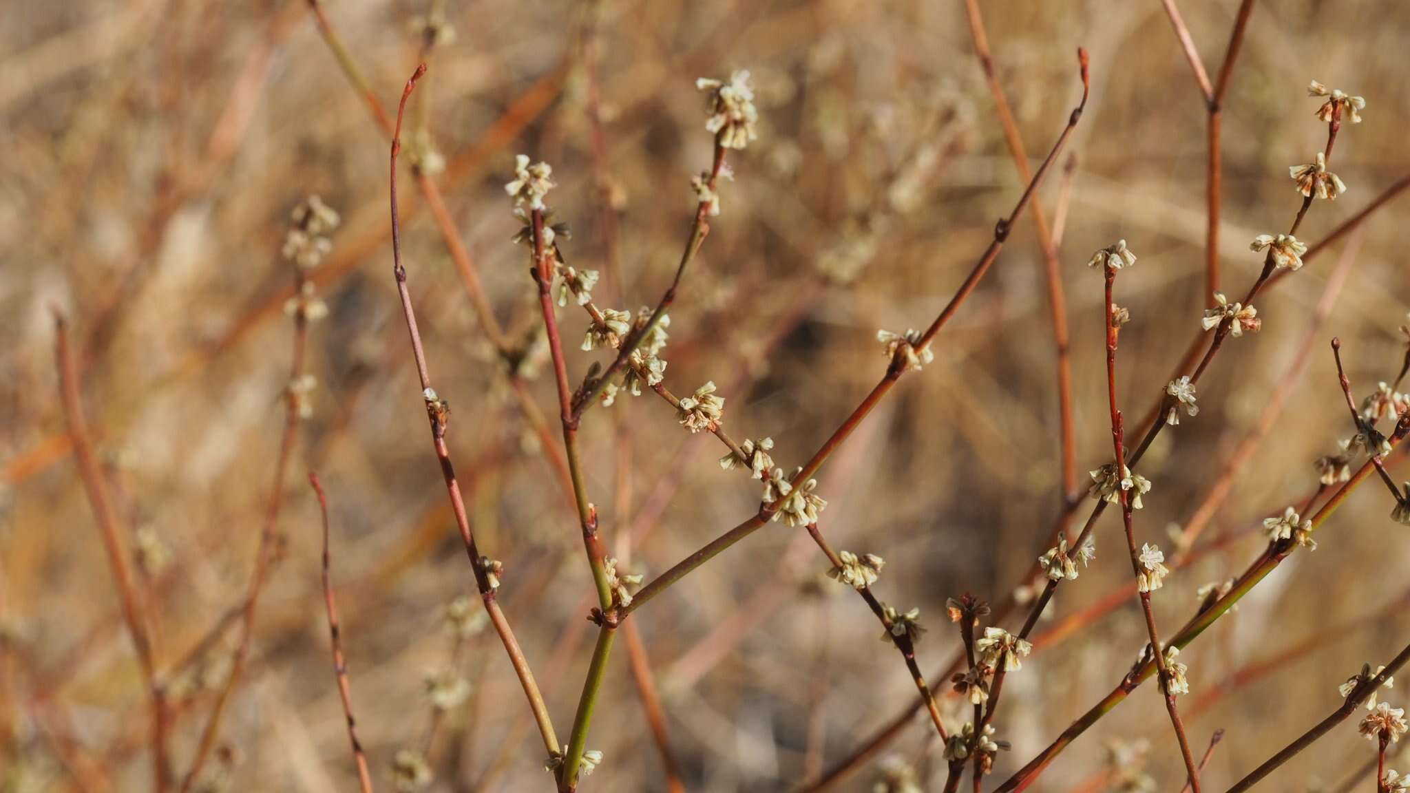 Image of slender woolly buckwheat