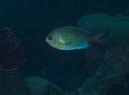 Chromis xanthochira (Bleeker 1851)的圖片