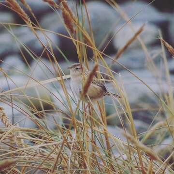 Слика од Cistothorus platensis falklandicus Chapman 1934