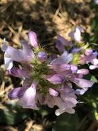 Image of blue penstemon