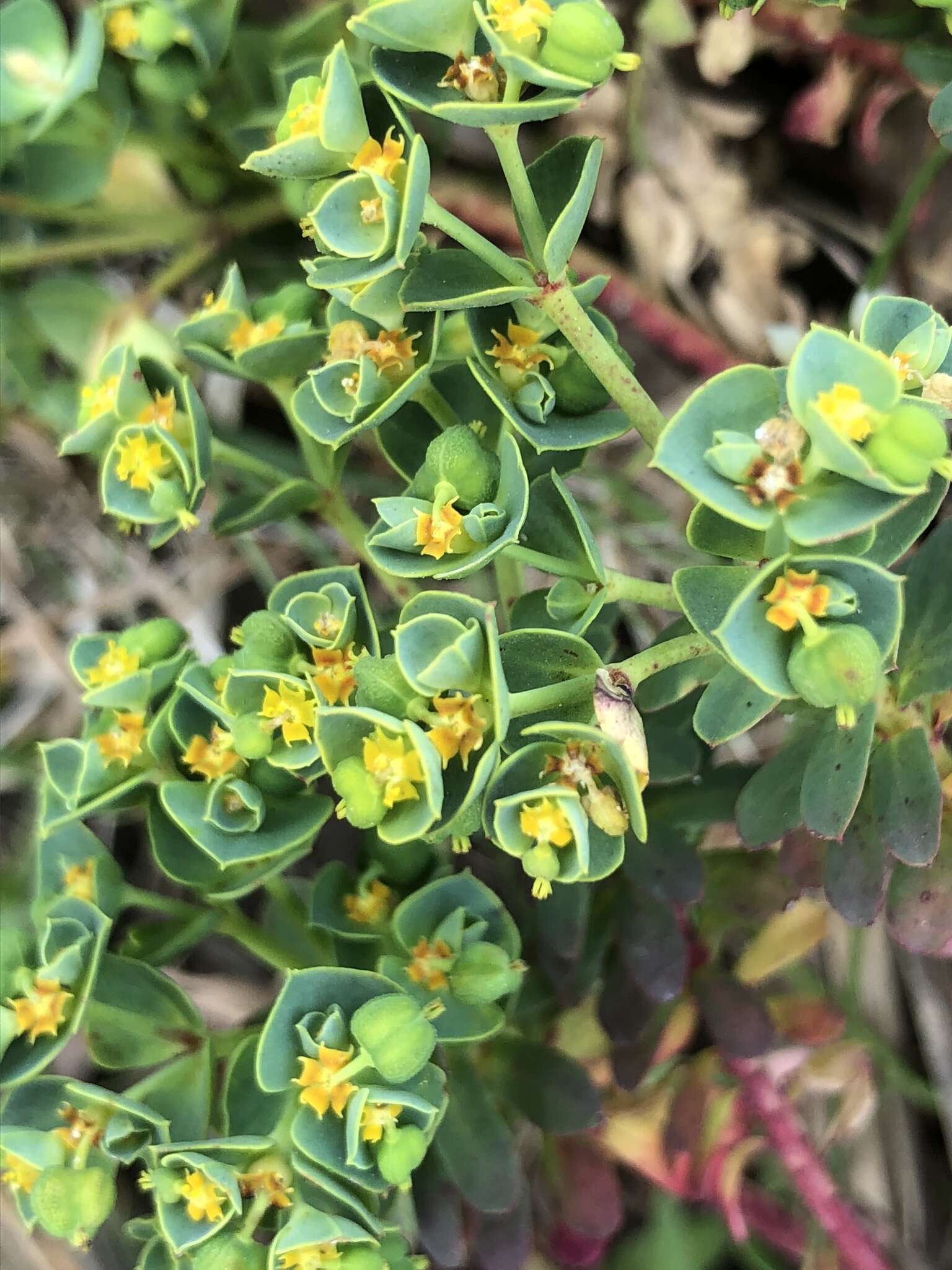 Euphorbia portlandica L. resmi