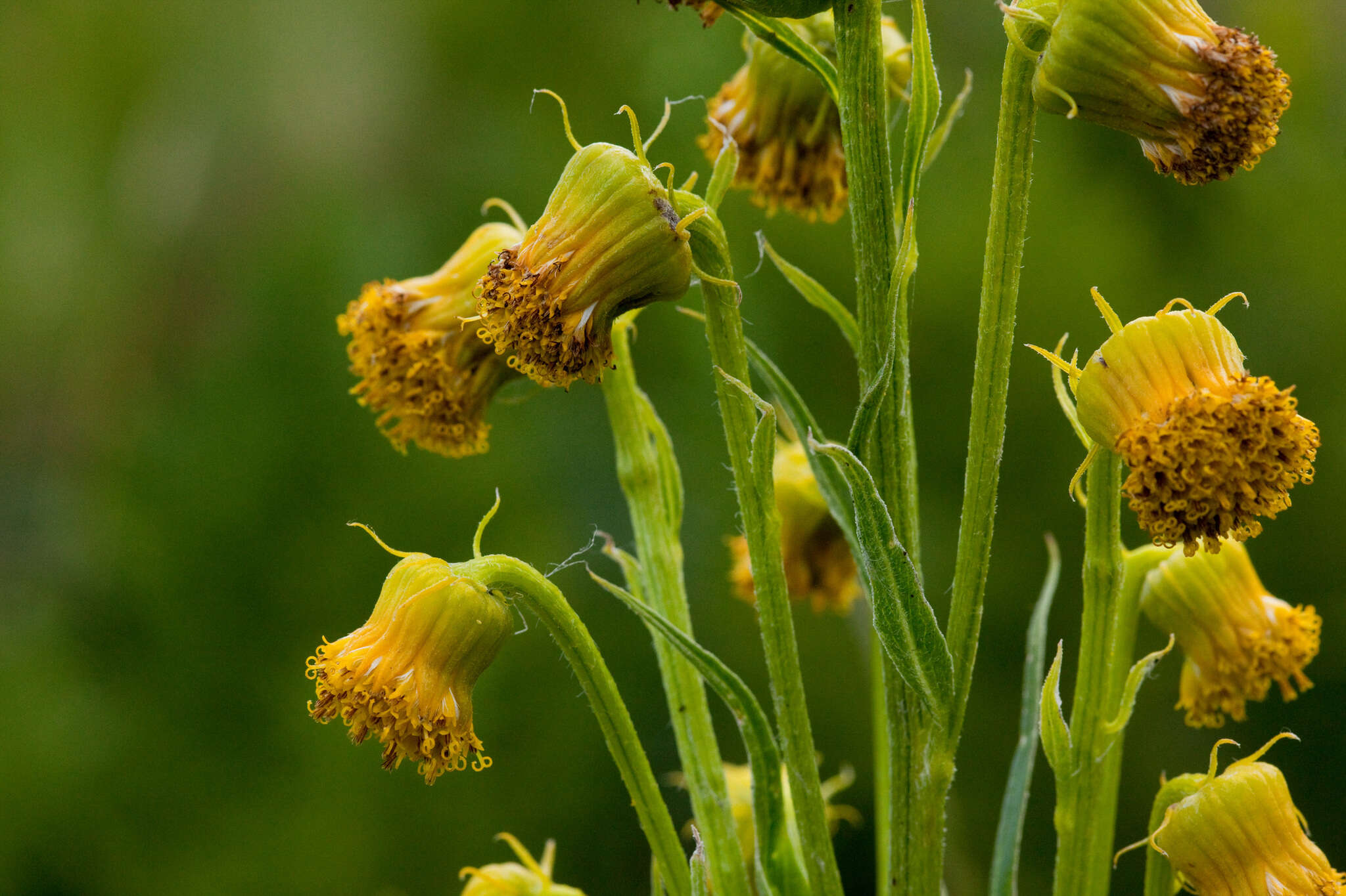 Image of Hall's ragwort