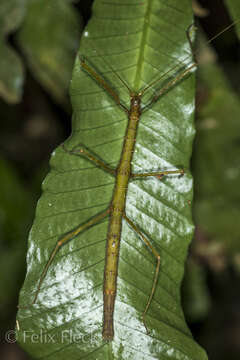 Image of Ocnophila ramulus (Giglio-Tos 1898)