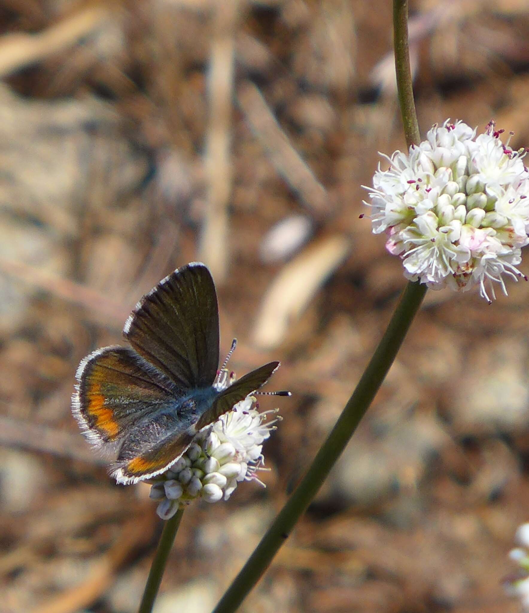 Euphilotes enoptes bayensis (Langston 1964)的圖片