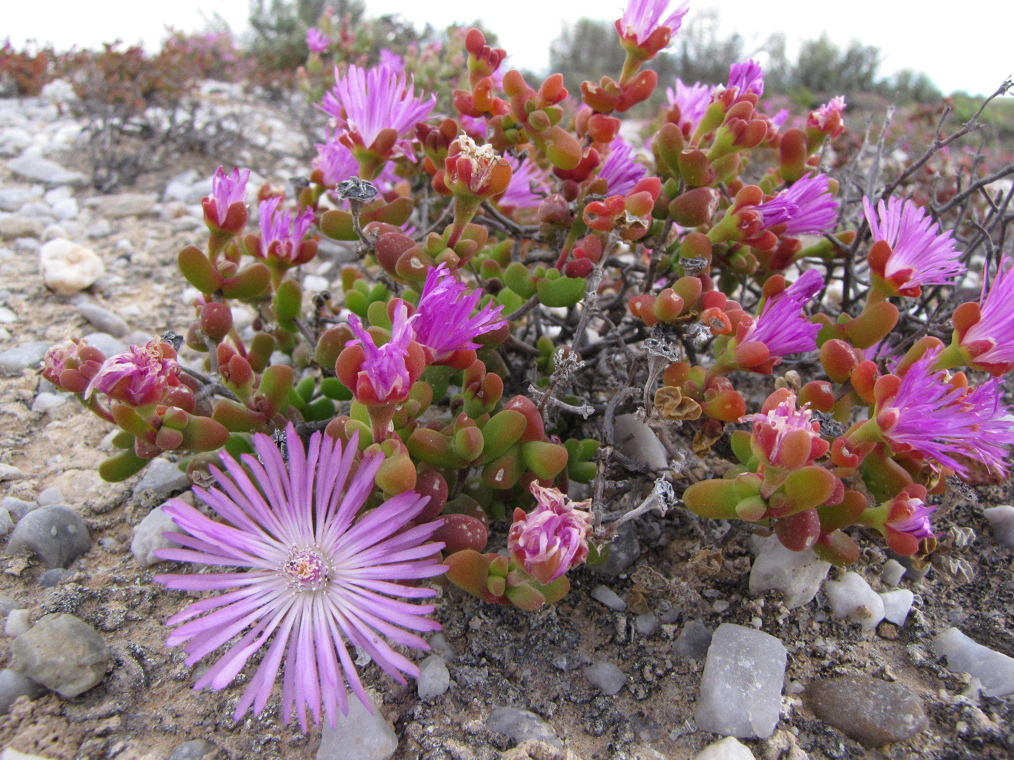 Image of Drosanthemum pulverulentum (Haw.) Schwant.