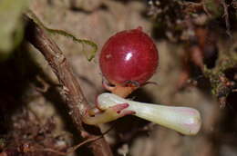 Image of <i>Codonanthopsis crassifolia</i>