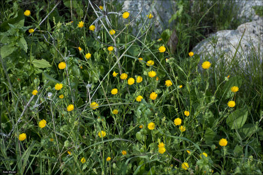 Image of field marigold