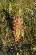 Image of Centaurium littorale subsp. compressum (Hayne) J. Kirschner