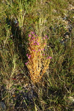 Image of Centaurium littorale subsp. compressum (Hayne) J. Kirschner