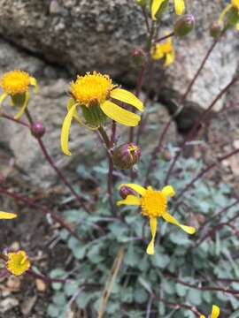 Image of Tehachapi ragwort