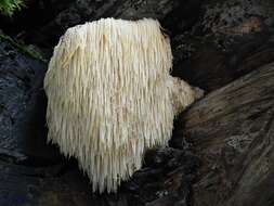 صورة Hericium erinaceus (Bull.) Pers. 1797