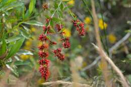 Russelia verticillata Kunth resmi