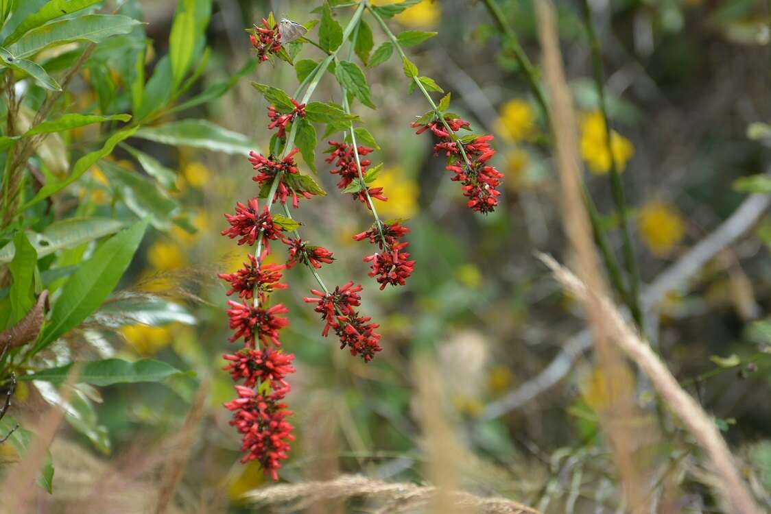 Russelia verticillata Kunth resmi