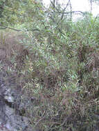 Image of water wattle