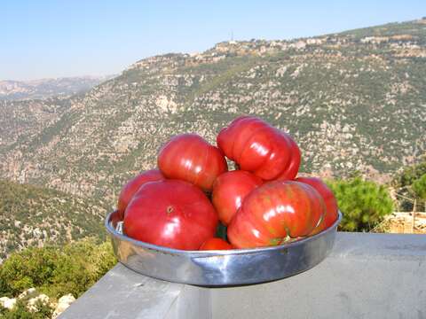 Image of tomato