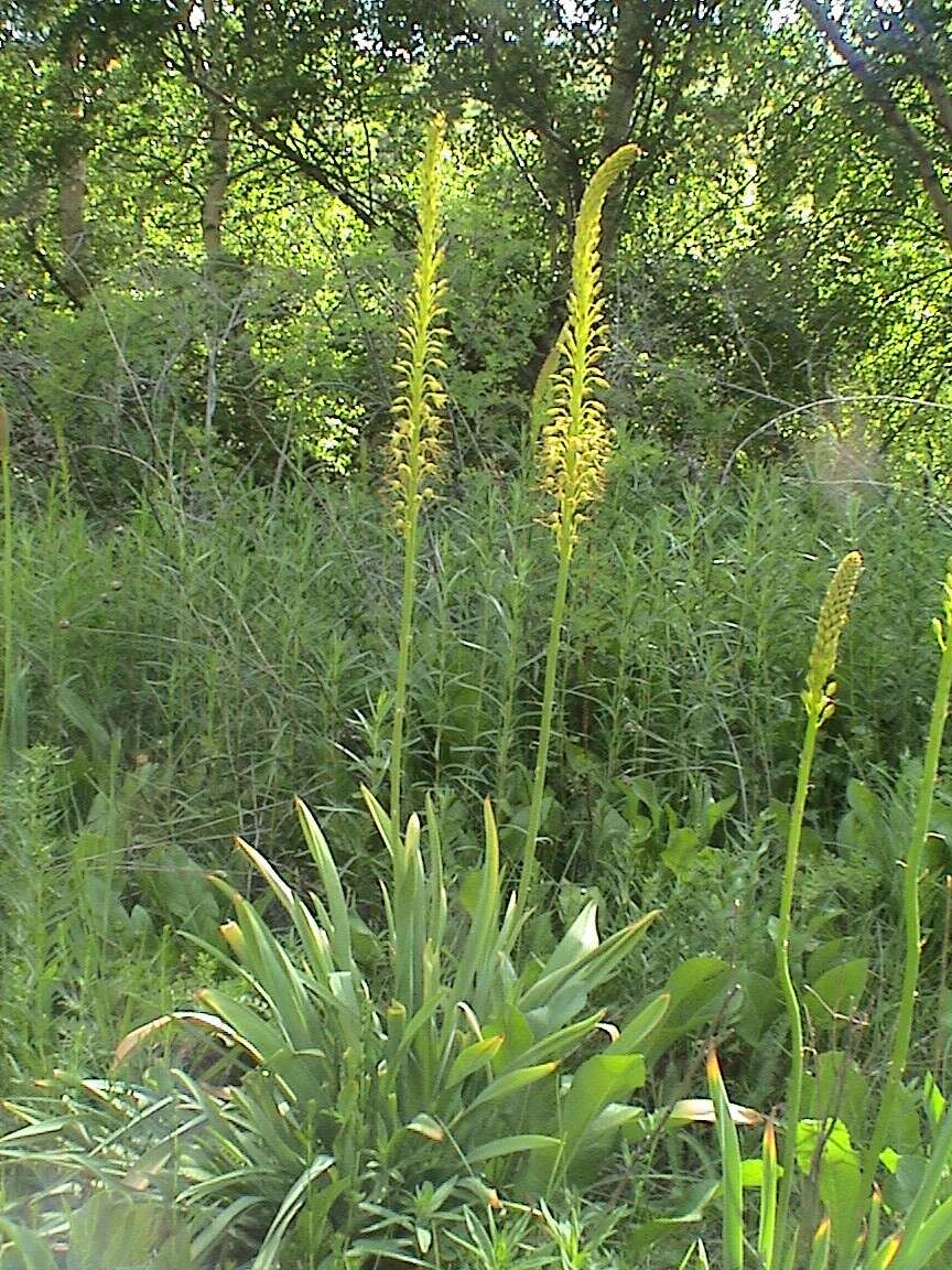 Image of Eremurus fuscus (O. Fedtsch.) Vved.