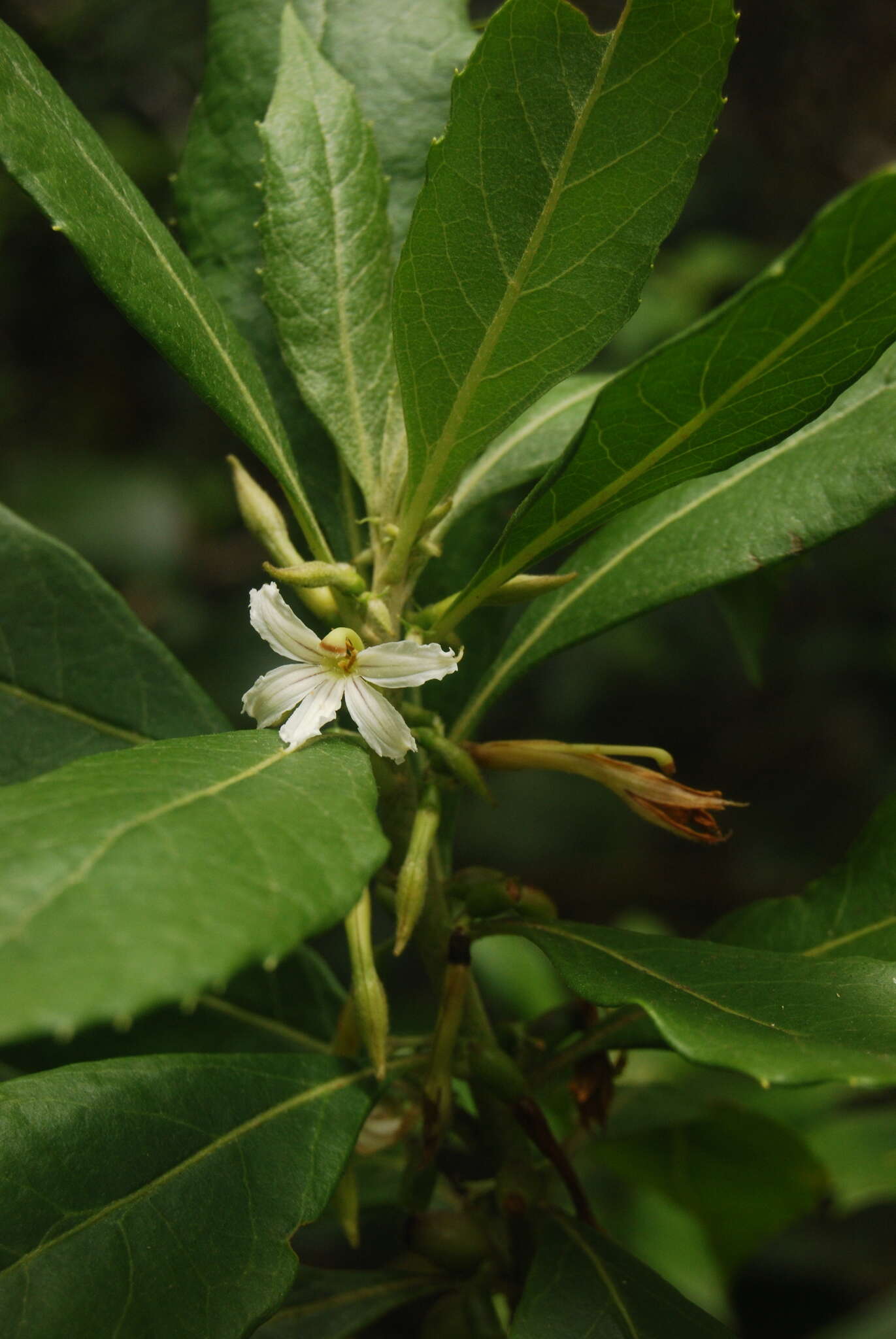 Image de Scaevola procera Hillebr.