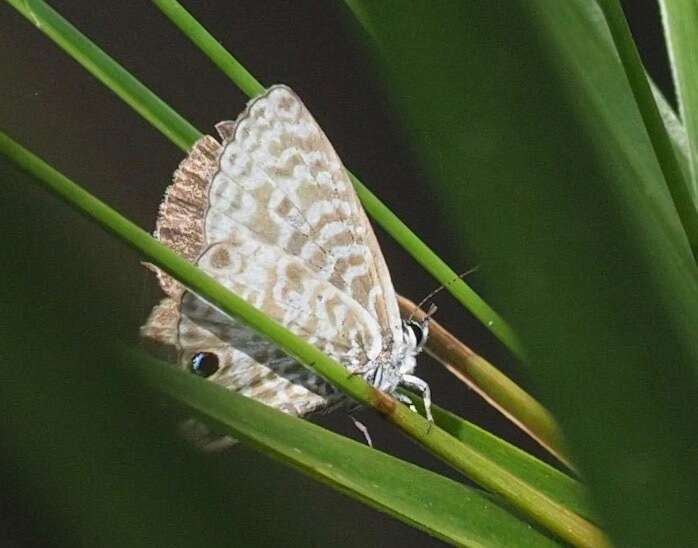 Image of Leptotes rabenafer (Mabille 1877)