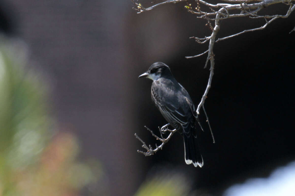 Image of Eastern Kingbird