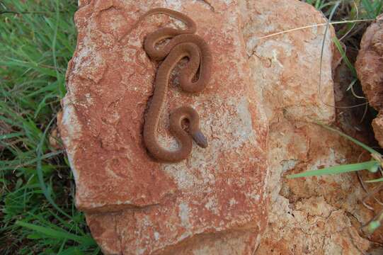 Image of African Egg-eating Snake