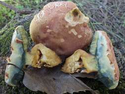 Rheubarbariboletus persicolor (H. Engel, Klofac, H. Grünert & R. Grünert) Vizzini, Simonini & Gelardi 2015的圖片