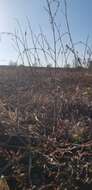 Image of erect knotweed