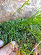 Image of Schizaea tenella Kaulf.