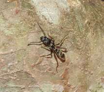 Image of Neoponera villosa (Fabricius 1804)