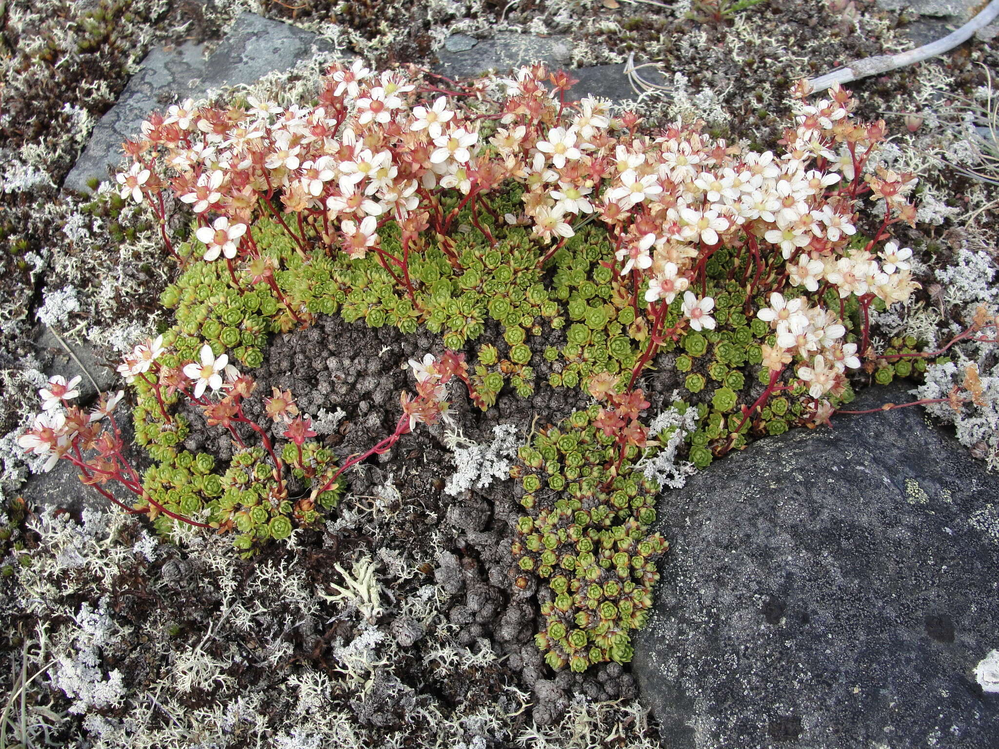 Image de Saxifraga bronchialis subsp. cherlerioides (D. Don) Hult.