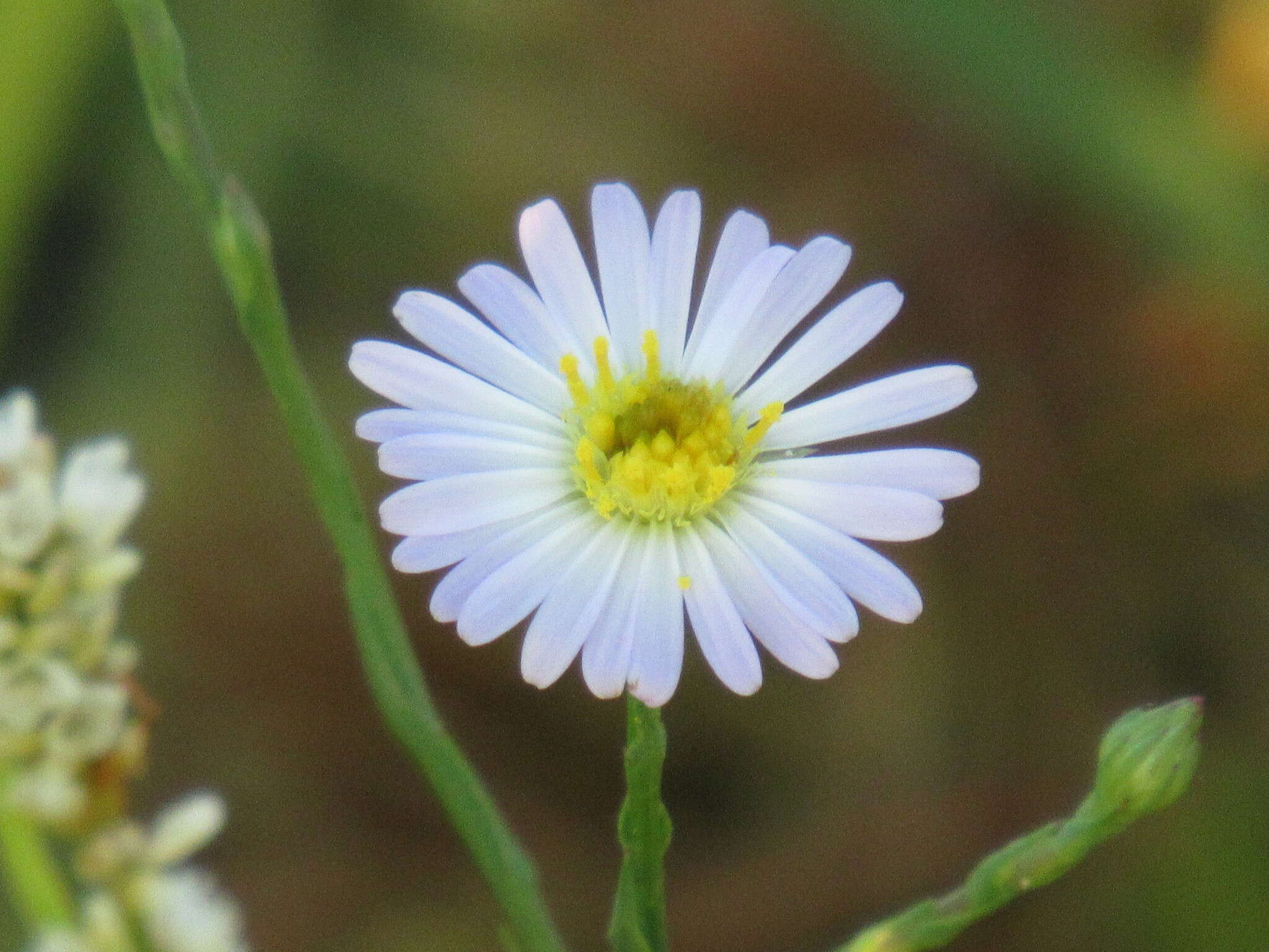 Image de Symphyotrichum subulatum var. ligulatum S. D. Sundberg