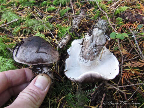 Image de Polypore gris