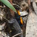 Image of Castiarina skusei (Blackburn 1892)