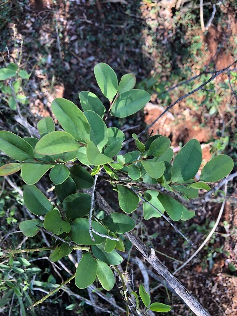 Image de Diospyros geminata (R. Br.) F. Muell.