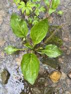 Image of heartleaf plantain
