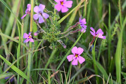 Image de Jamesbrittenia microphylla (L. fil.) O. M. Hilliard