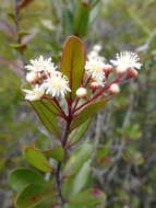 Image of Homalium buxifolium Däniker