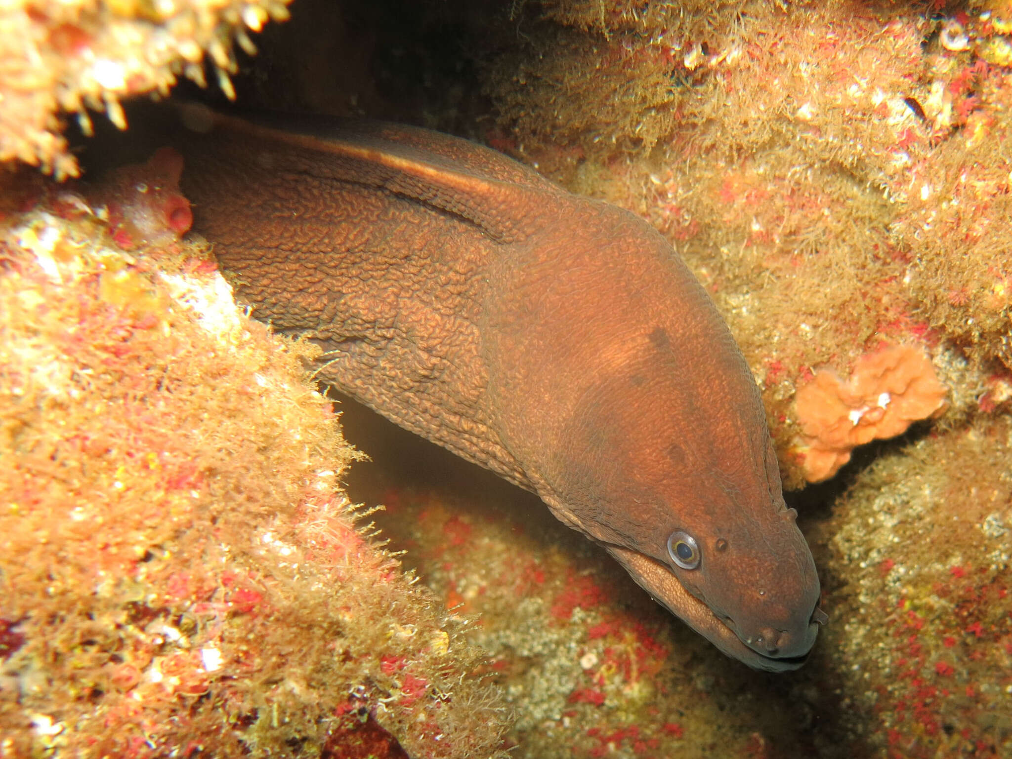 Image of Brown Moray