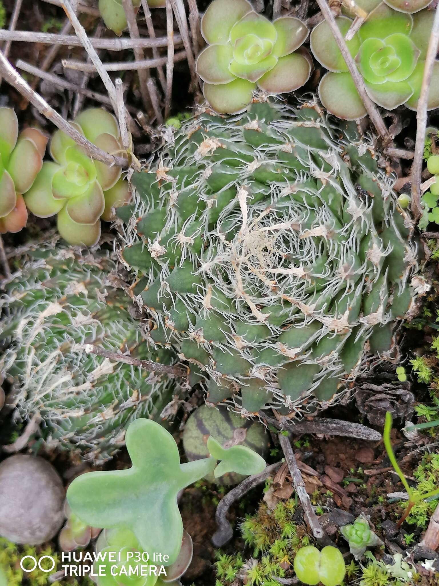 Слика од Haworthia arachnoidea var. nigricans (Haw.) M. B. Bayer