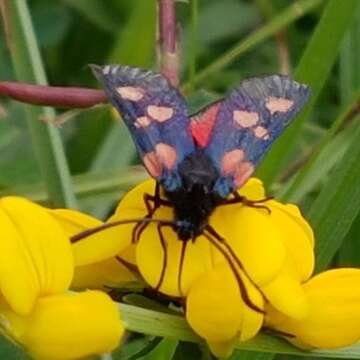 Image of Zygaena trifolii Esper 1783